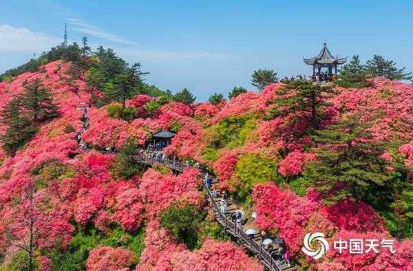  杜鹃花花期预测技术解密：海拔·光照·气候三维影响模型 新闻