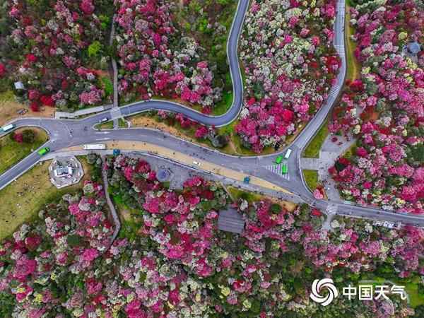  杜鹃花花期预测技术解密：海拔·光照·气候三维影响模型 新闻