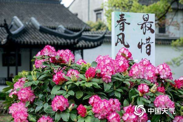  杜鹃花花期预测技术解密：海拔·光照·气候三维影响模型 新闻