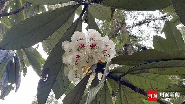 【深度技术复盘】高山杜鹃迁地保育29年：凸尖杜鹃首次开花的科学突破与数据全解