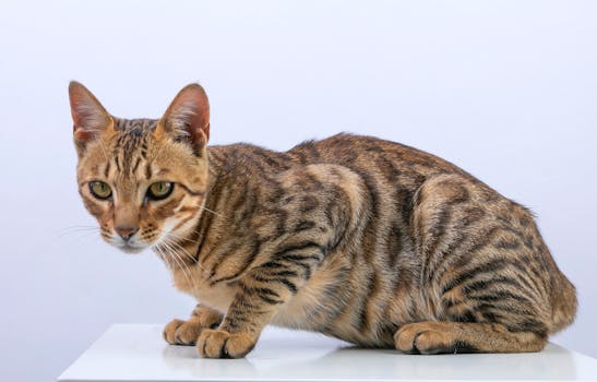  奥精医疗表面扭亏，扣非持续亏损；集采助力营收增长，主业盈利仍脆弱。 股票财经 奥精医疗表面扭亏，扣非持续亏损；集采助力营收增长，主业盈利仍脆弱。 股票财经 奥精医疗表面扭亏，扣非持续亏损；集采助力营收增长，主业盈利仍脆弱。 股票财经