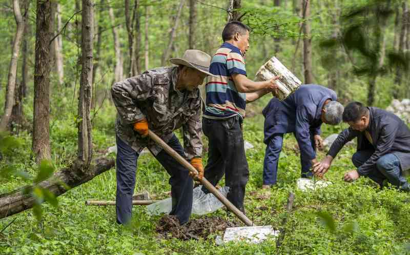  绿水青山即金山银山；种树护林，责任在肩。 健康养生