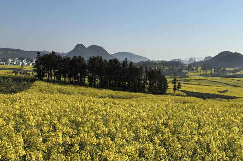  清明出游何必去婺源凑热闹？逻辑剖析：为什么小众秘境才是春日旅行的最优解 新闻 清明出游何必去婺源凑热闹？逻辑剖析：为什么小众秘境才是春日旅行的最优解 新闻 清明出游何必去婺源凑热闹？逻辑剖析：为什么小众秘境才是春日旅行的最优解 新闻