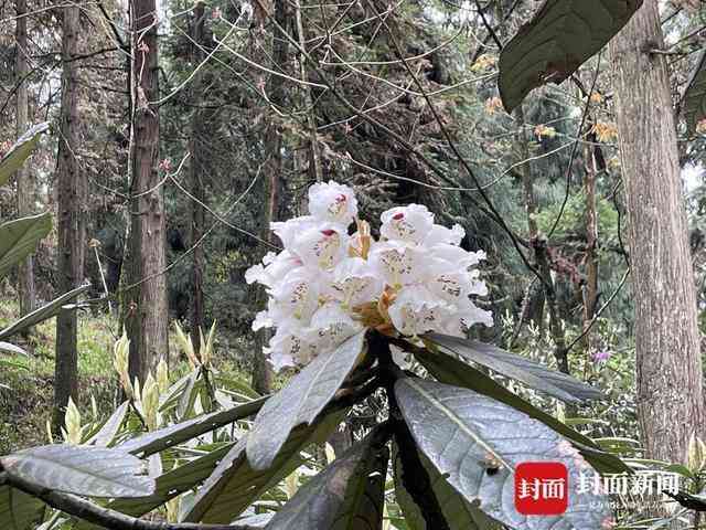  【深度技术复盘】高山杜鹃迁地保育29年：凸尖杜鹃首次开花的科学突破与数据全解 新闻 【深度技术复盘】高山杜鹃迁地保育29年：凸尖杜鹃首次开花的科学突破与数据全解 新闻 【深度技术复盘】高山杜鹃迁地保育29年：凸尖杜鹃首次开花的科学突破与数据全解 新闻 【深度技术复盘】高山杜鹃迁地保育29年：凸尖杜鹃首次开花的科学突破与数据全解 新闻 【深度技术复盘】高山杜鹃迁地保育29年：凸尖杜鹃首次开花的科学突破与数据全解 新闻 【深度技术复盘】高山杜鹃迁地保育29年：凸尖杜鹃首次开花的科学突破与数据全解 新闻