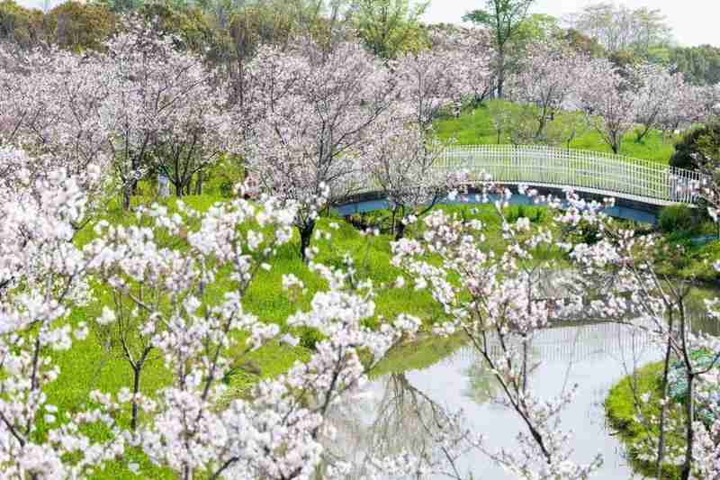  沪郊生态休闲新地标：花开海上生态园百亩喜林草花海的深度解析与出行指南 文化旅游