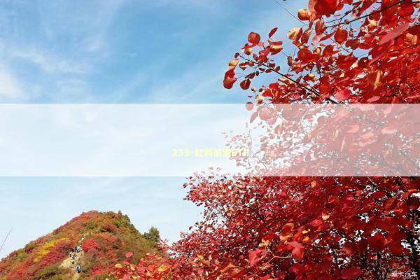 239-红利低波ETF 新闻